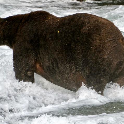 Bear 747